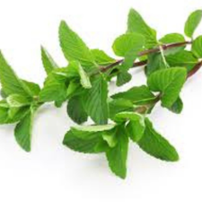 MENTA MJO