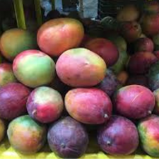 MANGO TOMY KG