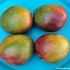 MANGO KENT KG