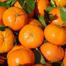 MANDARINA KG