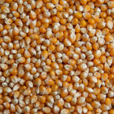 MAIZ PALOMERO KG
