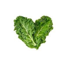 LECHUGA VERSA MJO