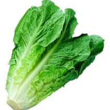 LECHUGA LARGA PZ