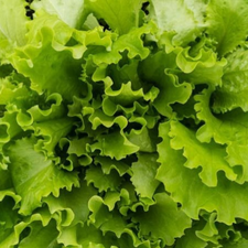 LECHUGA ITALIANA