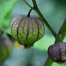 TOMATILLOS
