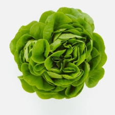 LECHUGA FRANCESA