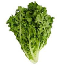 LECHUGA ESCAROLA PZ