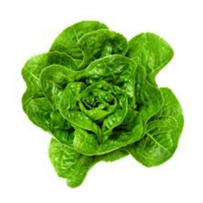 LECHUGA CORAZON PZ