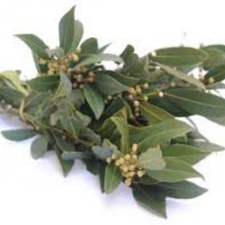 LAUREL MJO
