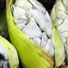 HITLACOCHE KG