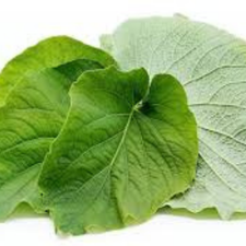 HOJA SANTA PZ