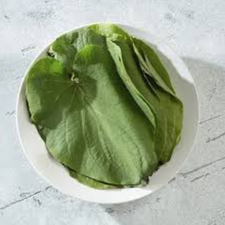 HOJA SANTA MJO