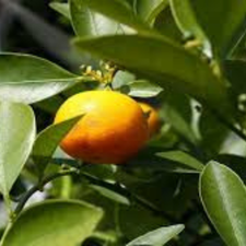 HOJA DE NARANJO MJO