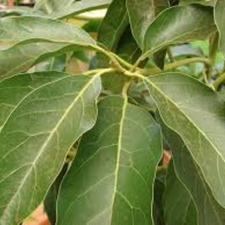 HOJA DE AGUACATE MJO