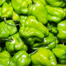 HABANERO VERDE KG