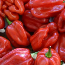 HABANERO ROJO KG