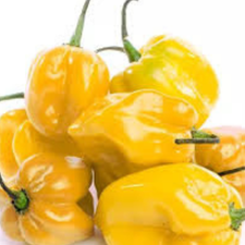 HABANERO AMARILLIO KG