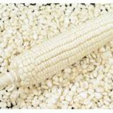 GRANO DE ELOTE KG