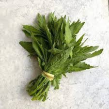 EPAZOTE MJO