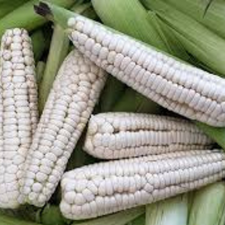 ELOTE CACHUAZINTLE PZ