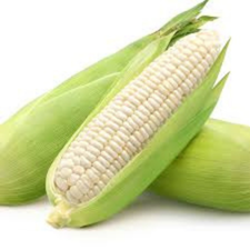 ELOTE BLANCO PZ