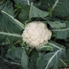 COLIFLOR PZ