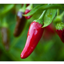 CHILE JALAPEÑO ROJO