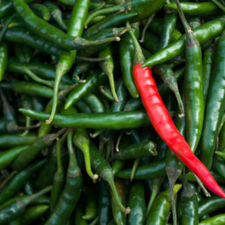 CHILE DE ARBOL