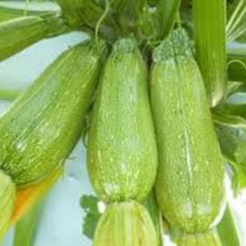 CALABAZA LARGA KG