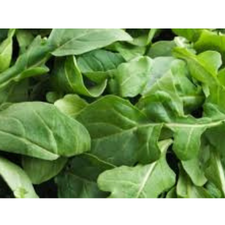 ARUGULA KG