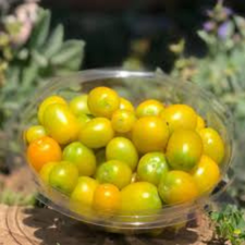 JITOMATE CHERRI AMARILLO DOMO