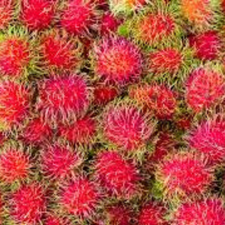 RAMBUTAN KG