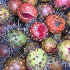 PITAYA KG