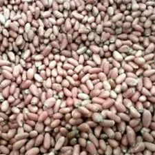 PIÑON KG