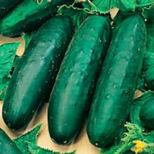 PEPINOS KG