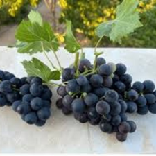 UVA NEGRA KG