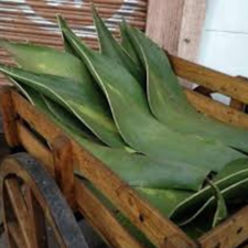 PENCA DE MAGUEY PZ