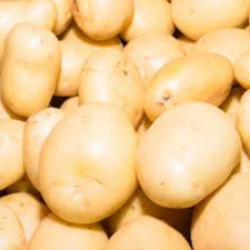 PAPA BLANCA KG