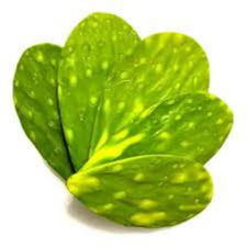 NOPAL CAMBRAY PZ